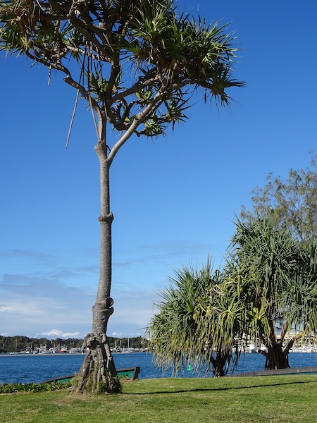 Gold Coast