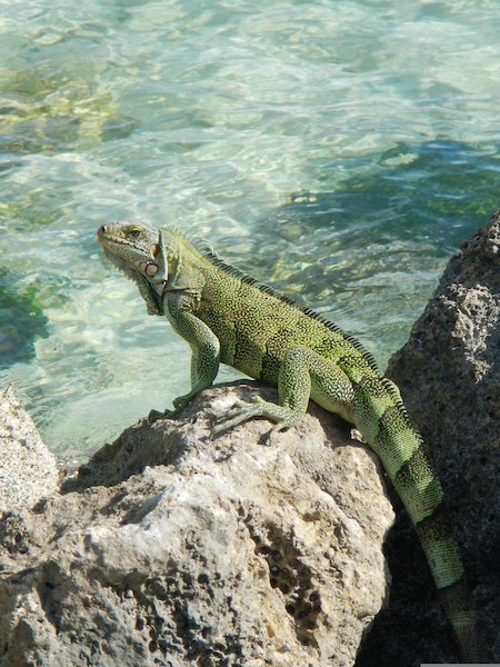 Guadeloupe