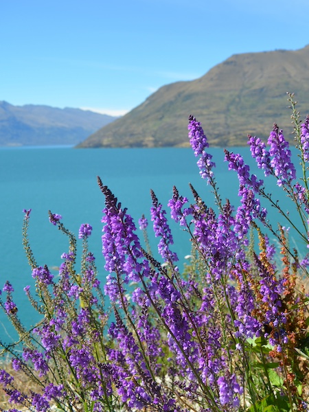 Wanaka